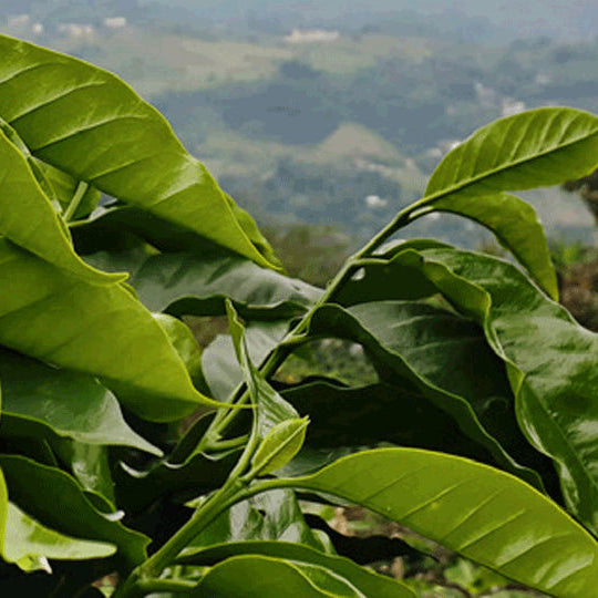 Seleccion Puebla