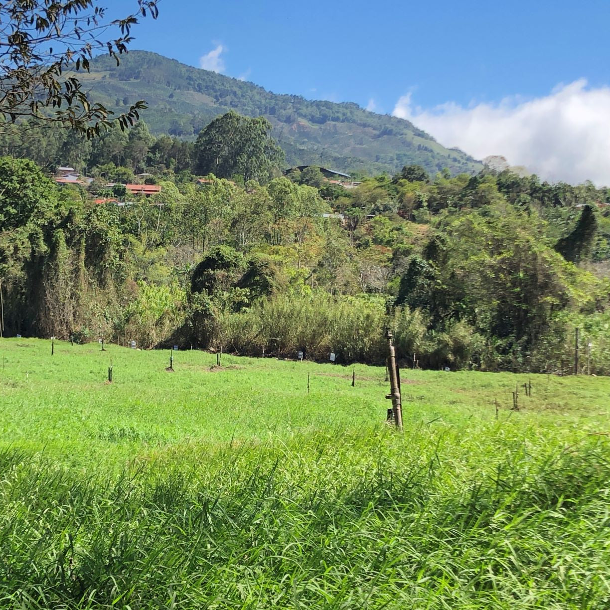 La Trinidad Honey